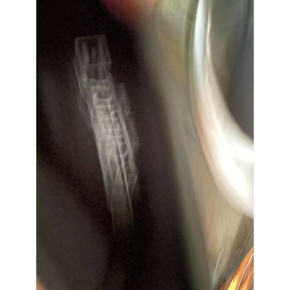 Chekich - Black lace up shotes with white soles *New without tags* - EU Size 43 - Picture 3 of 4